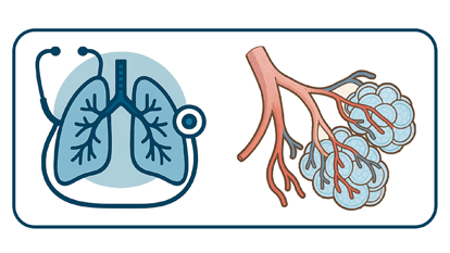 Experimental pneumology